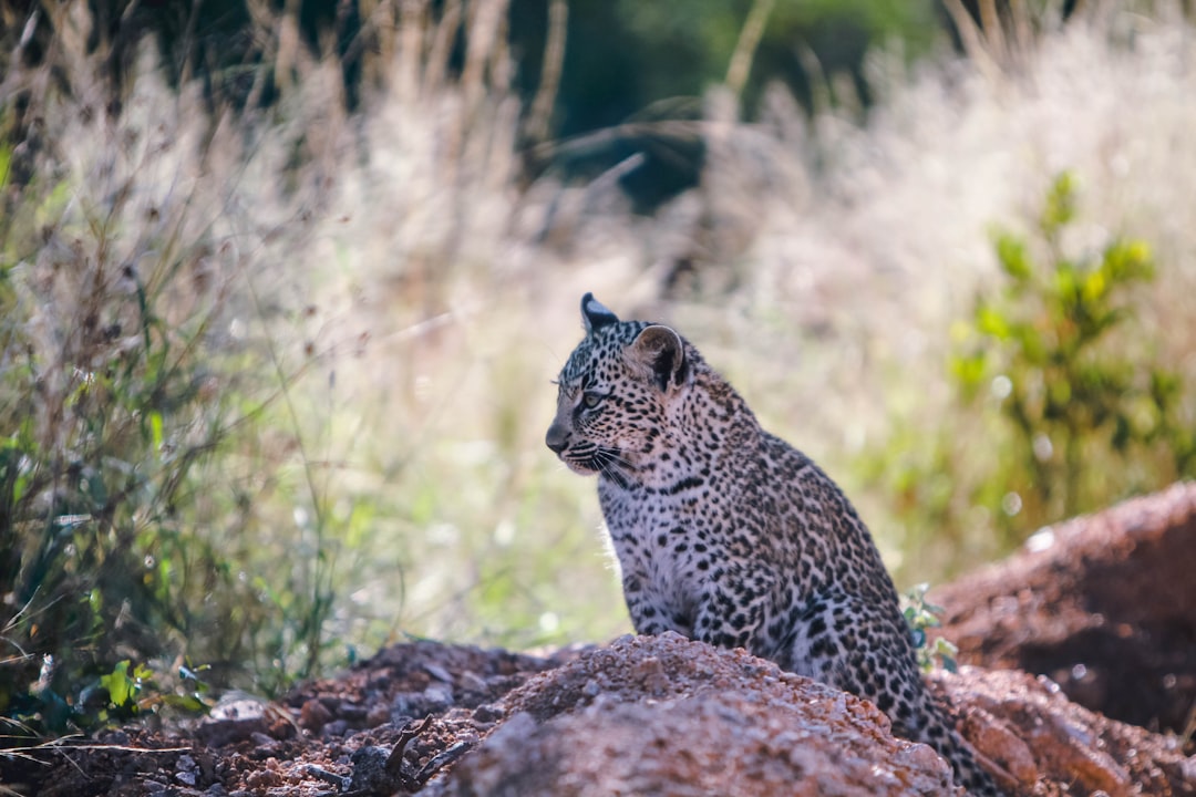Photo Cheetah, Spots
